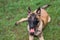 One Male Belgian Malinois playing in grassy park