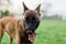 One Male Belgian Malinois playing in grassy park