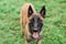 One Male Belgian Malinois playing in grassy park