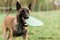 One Male Belgian Malinois playing in grassy park