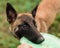 One Male Belgian Malinois playing in grassy park