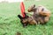 One Male Belgian Malinois playing in grassy park