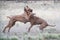 One male and female Rhodesian ridgeback dogs are playing happily