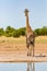One male giraffe leaving watering hole  in savanna with bushes, blue sky