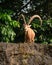 One male goat animal with big horns