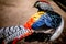 One male Lady Amherst`s pheasant. Portrait of Chrysolophus amherstiae