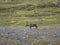 One male reindeer running on rocky slope in Lapland Summer Landscape, Sweden