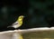 One male Townsend`s warbler on a bird bath