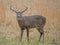 One male White Tailed Deer in an open field.