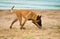 One Malinois dog, six month old, is walking along the beach and sniffing