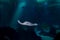 One manta fish swimming in an oceanic environment