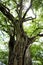 One of many Banyon trees on Playa Panama in Guanacaste, Costa Rica.