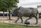 One of many bronze steers, part of the longest bronze sculpture collection in the United States in The Center at Preston Ridge.