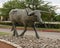 One of many bronze steers, part of the longest bronze sculpture collection in the United States in The Center at Preston Ridge.