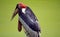 One Marabou stork bird portrait beautyful animal wallpaper