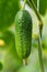 One mature organic cucumber hangs on branch in greenhouse on agricultural farm before harvest