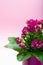 One medical houseplant kalanchoe with pink flowers in pink pot c