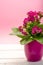One medical houseplant kalanchoe with pink flowers in pink pot c