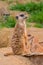 One meerkat or suricat standing on sand