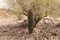 One Meter Saguaro under a Nurse Tree