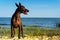 One Mexican Hairless Dog Xoloitzcuintle, Xolo stands on a sandy beach against the blue sky sticking out his tongue