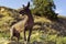 One Mexican Hairless Dog xoloitzcuintle, Xolo stands at sunset against a backdrop of blue sky and stone hills