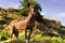 One Mexican Hairless Dog xoloitzcuintle, Xolo stands at sunset against a backdrop of stone hills and blue sky