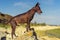 One Mexican hairless dog xoloitzcuintle, Xolo stands at sunset on a large rock on the shore against a blue sky