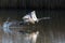One mirrored mute swan cygnus olor takeoff, water surface, spr