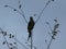 One of the Monk Parrots at White Rock Lake