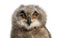 One month, Bubo bubo - Eurasian Eagle closing its eyes and eyelids showing the Nictitating membrane - Owl chick, isolated on