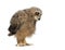 One month, Bubo bubo - Eurasian Eagle-Owl chick looking down, isolated on white