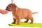 One month old Dogue De Bordeaux puppy