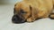 One month old german boxer puppy falls asleep on the floor, tired dog