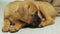 One month old german boxer puppy falls asleep on the floor, tired dog