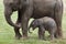 One-month-old Indian elephant (Elephas maximus indicus) with its