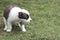 A one month old puppy tries to defecate or poop on the grass outdoors