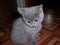 One month old small gray sad kitten sits near the cat house. lovely grey kitten portrait