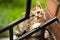 One month old small striped gray, white and red kitten playing outdoors. Lovely cat portrait looking in camera. Vaccination,