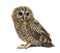 One month old Tawny Owl, Strix aluco, isolated