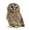 One month old Tawny Owl, Strix aluco, isolated