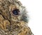 One month old Tawny Owl, Strix aluco, isolated