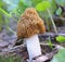 One Morel mushroom closeup in the wild