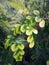 one of the Moringa plants in Lamongan, East Java province, Indonesia