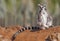 One of the most adorable animals of Madagascar is the lemurs.