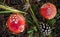 One of the most poisonous fungi Amanita muscaria, commonly known as the fly agaric.