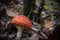 One of the most poisonous fungi Amanita muscaria, commonly known as the fly agaric.