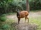 one Mountain bongo, Tragelaphus eurycerus isaaci, looks around the grassland