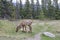 One mule deer grazing in Jasper National Park, Canadian Rockies, Alberta, Canada