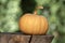 One muscat pumpkin on wooden stump, beige light orange color, autumn season, green background